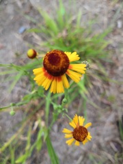 Helenium amphibolum