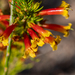 Erica grandiflora - Photo (c) magriet b, algunos derechos reservados (CC BY-SA), uploaded by magriet b