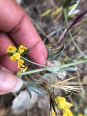 Acmispon procumbens procumbens