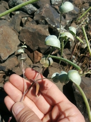 Streptanthus diversifolius
