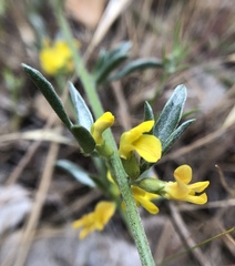Acmispon procumbens procumbens
