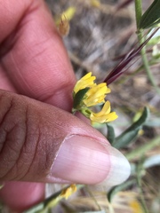 Acmispon procumbens procumbens