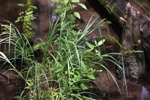Image of Carex crus by (c) Ryan Watson, some rights reserved (CC BY)