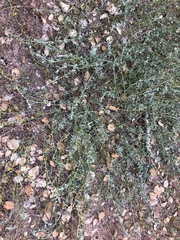 Acmispon procumbens procumbens