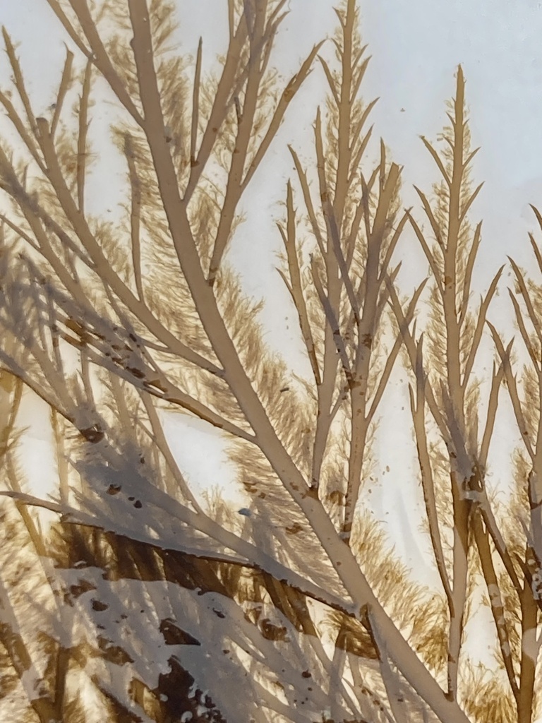 Witch's hair from Henslung Cove, SkeenaQueen Charlotte, BC, CA on May
