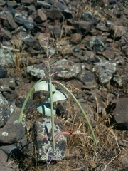 Streptanthus diversifolius