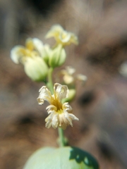 Streptanthus diversifolius