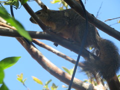 Sciurus niger
