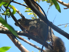 Sciurus niger