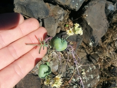 Streptanthus diversifolius