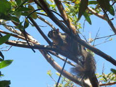 Sciurus niger