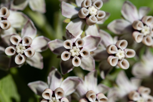 wild cotton