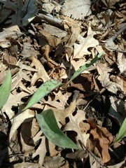 Erythronium propullans