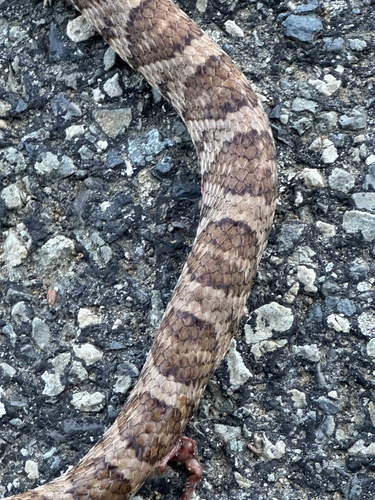 California Lyresnake