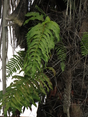 Phlebodium decumanum