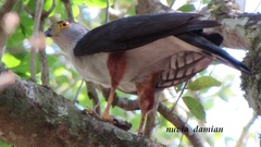 Accipiter bicolor