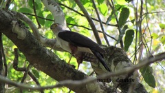 Accipiter bicolor