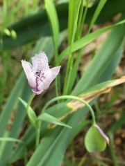 Calochortus coeruleus