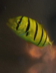 Gnathanodon speciosus