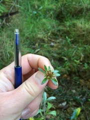 Gamochaeta simplicicaulis