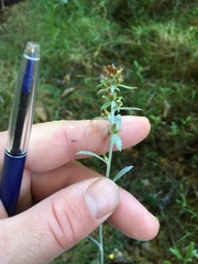 Gamochaeta simplicicaulis