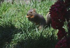 Sciurus niger
