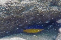 Stegastes flavilatus