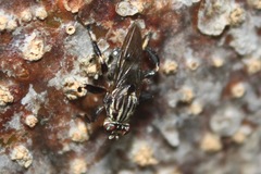 Ropalomeridae