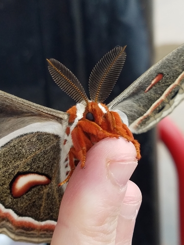 Cecropia moth
