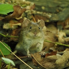 Bank Vole photo 5