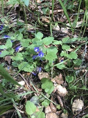 Scutellaria tuberosa