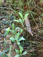 Gamochaeta simplicicaulis