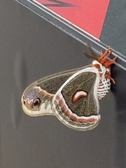 Cecropia Moth