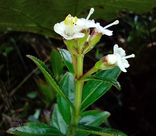 Miconia myrtillifolia