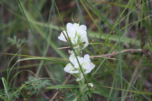 Texas Seaside Paintbrush (Castilleja halophila)