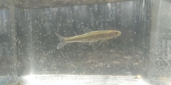 Notropis volucellus
