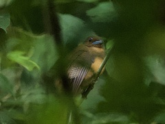 Cinnamon-Rumped Trogon photo 3