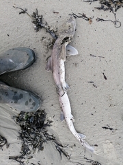 Mustelus mustelus