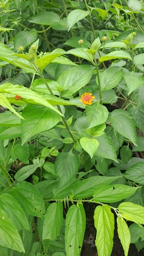 Image of Lantana horrida by (c) keesgroenendijk, some rights reserved (CC BY)