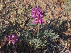 Lupinus microcarpus