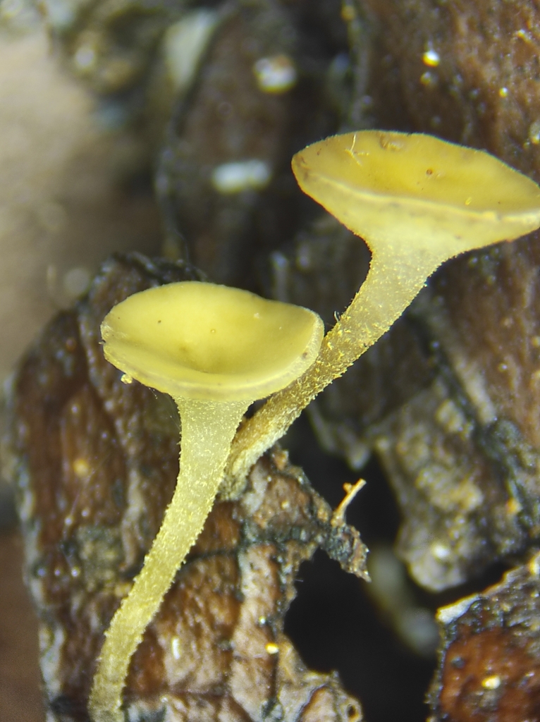 Moellerodiscus