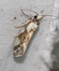 Philenora chionastis