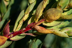 Aspalathus elliptica