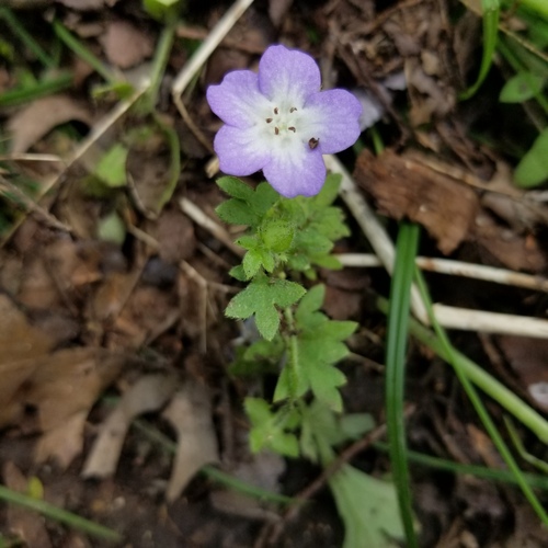 Largeflower baby blue eyes (Nemophila phacelioides)