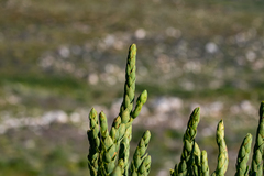 Aspalathus elliptica