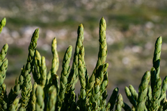 Aspalathus elliptica