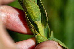 Aspalathus elliptica