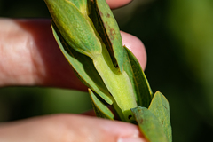 Aspalathus elliptica