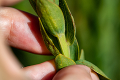 Aspalathus elliptica
