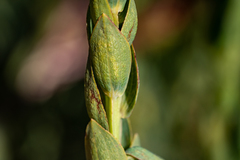 Aspalathus elliptica
